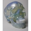 Skeletons And More Skeletons and More SM200DC Clear Skull SM200DC